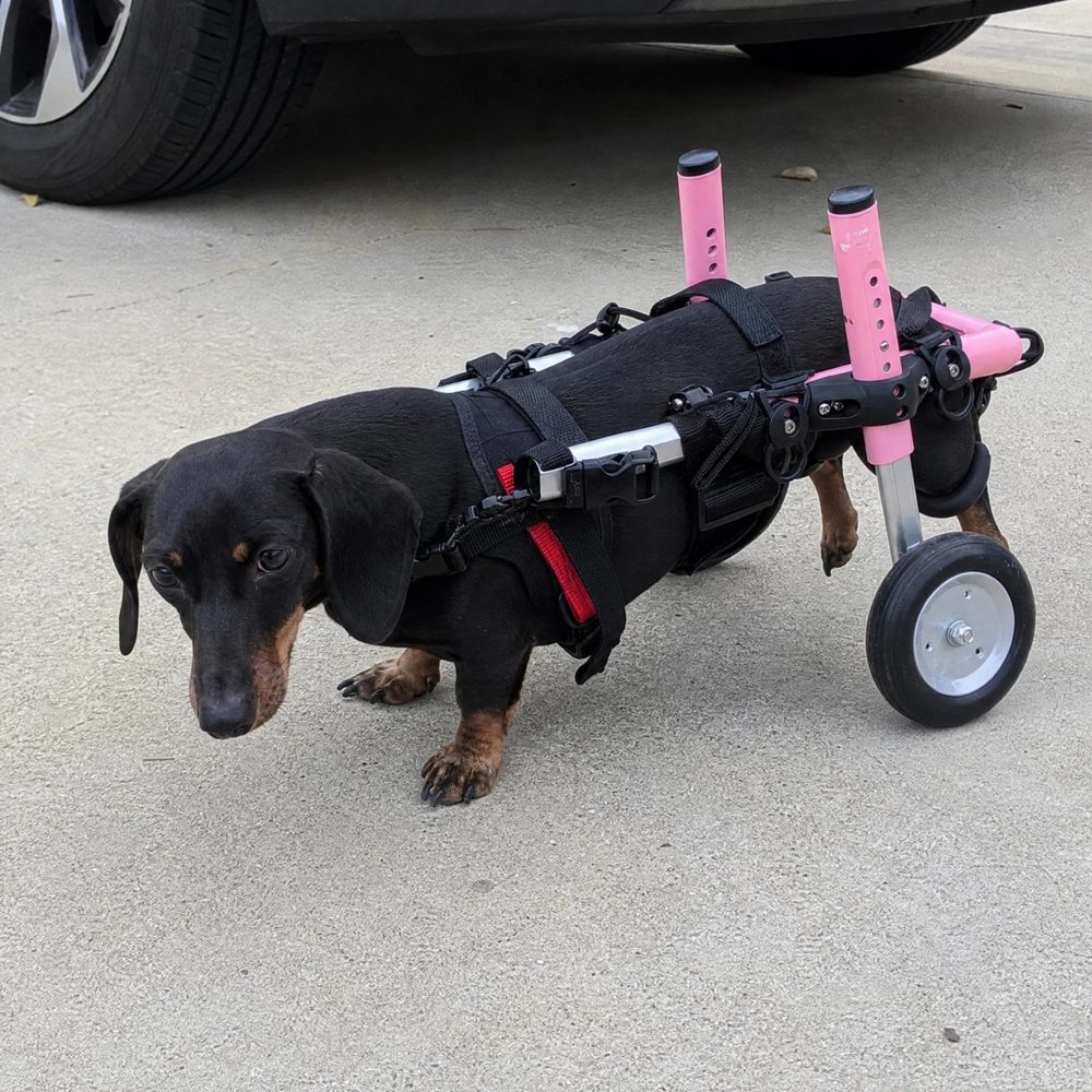 Native ad photo of a dachshund in a wheelchair