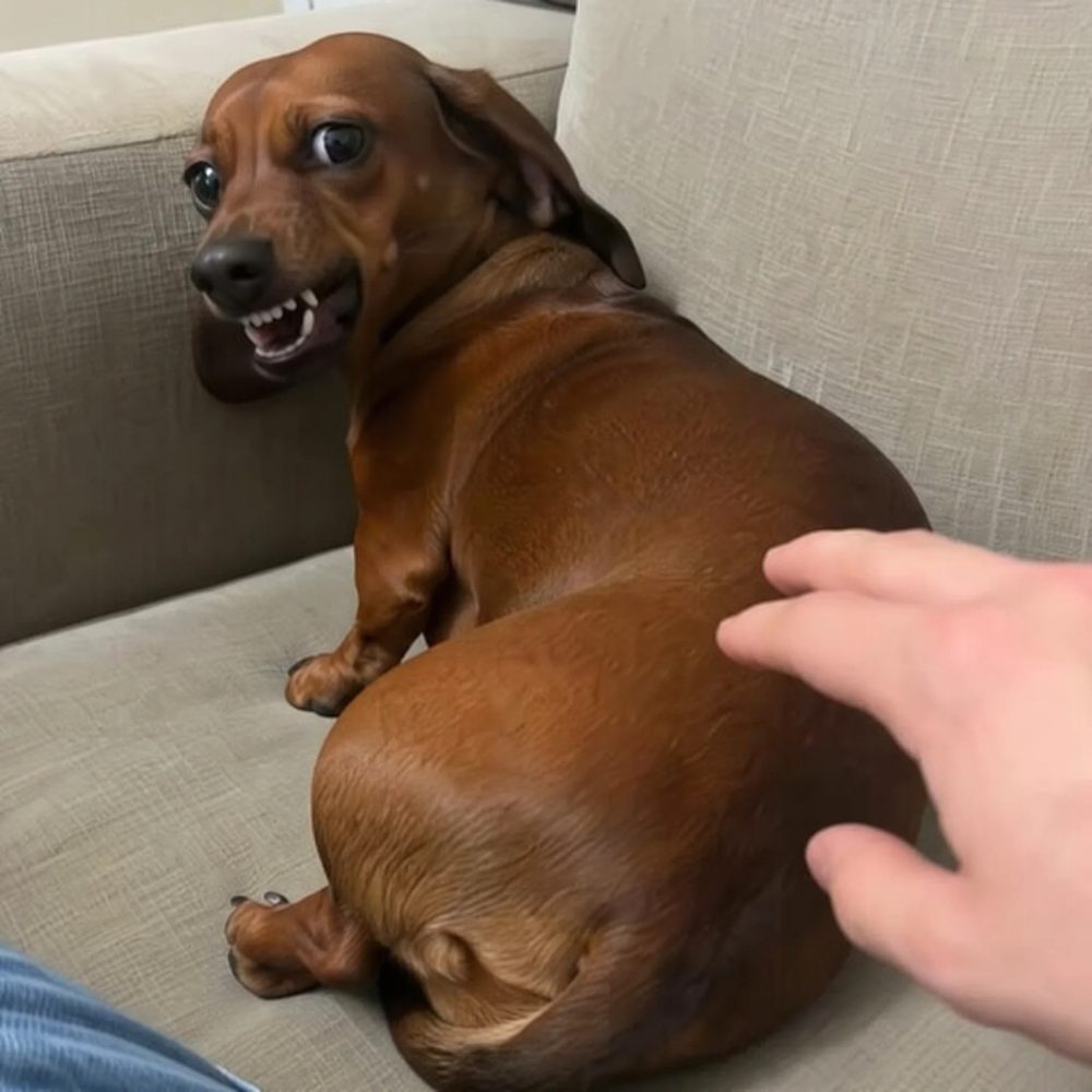 Native ad photo of a dachshund on a couch